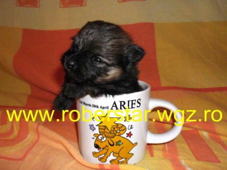 Canisa Roberstar Kennel Pomeranian, face rezervari pentru catei pomeranian cu pedigree de exceptie si potential pentru show!